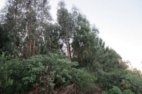 Lote Industrial  Venda em Santa Maria da Feira, Travanca, Sanfins e Espargo,Santa Maria da Feira