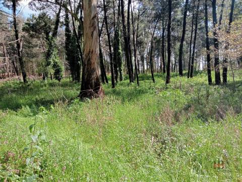 Terreno Misto  Venda em Fornos,Santa Maria da Feira