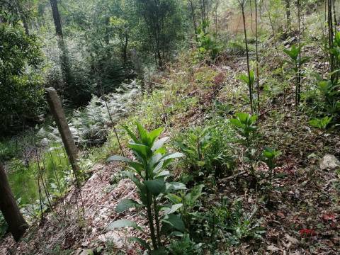Moradia Devoluta T2 Venda em São Miguel do Souto e Mosteirô,Santa Maria da Feira