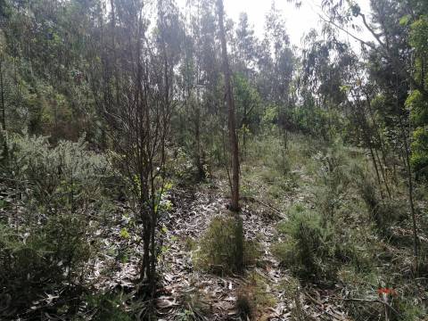 Moradia Devoluta T2 Venda em São Miguel do Souto e Mosteirô,Santa Maria da Feira