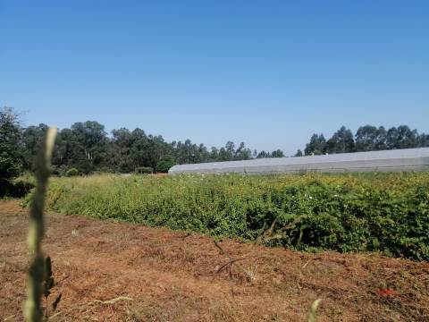 Terreno Misto  Venda em São Miguel do Souto e Mosteirô,Santa Maria da Feira