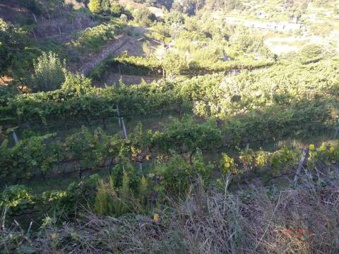 Terreno Misto  Venda em Gove,Baião