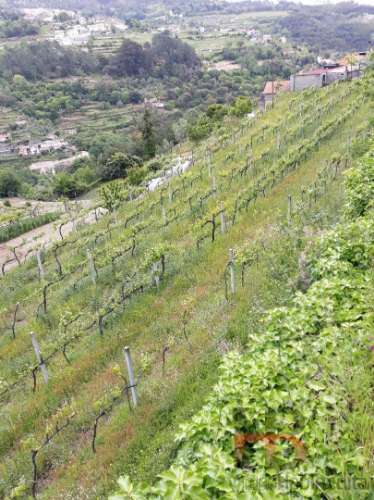 Terreno Misto  Venda em Gove,Baião