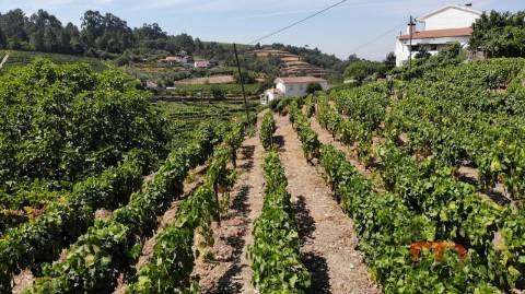 Quintinha T8 Venda em Poiares e Canelas,Peso da Régua