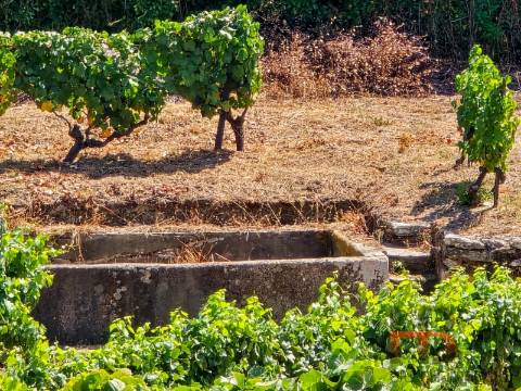 Quintinha T8 Venda em Poiares e Canelas,Peso da Régua