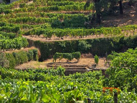 Quintinha T8 Venda em Poiares e Canelas,Peso da Régua