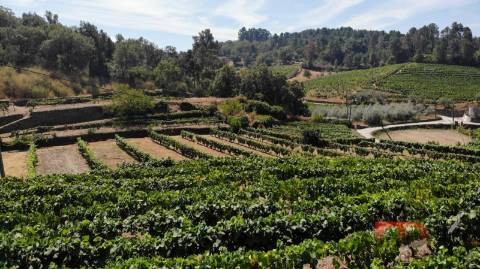 Quintinha T8 Venda em Poiares e Canelas,Peso da Régua