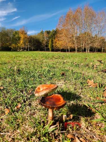 Moradia T3 Venda em São João da Madeira,São João da Madeira