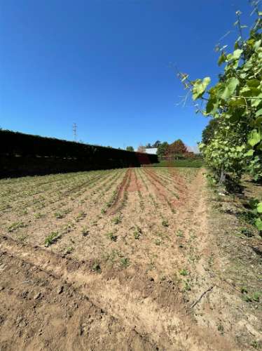 Terreno com 14.908m2 em Macieira da Lixa, Felgueiras