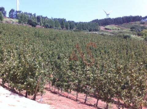Quinta com 10 hectares em Alguber, Cadaval