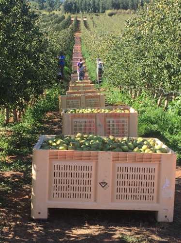 Quinta com 10 hectares em Alguber, Cadaval