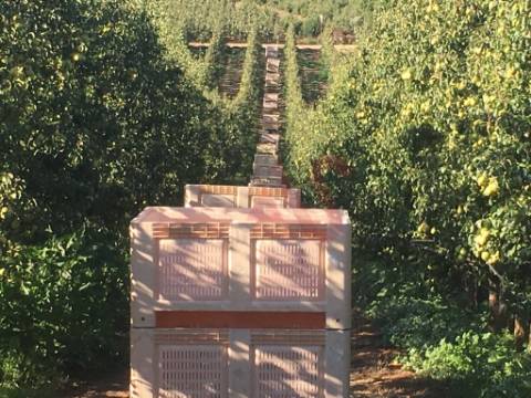 Quinta com 10 hectares em Alguber, Cadaval