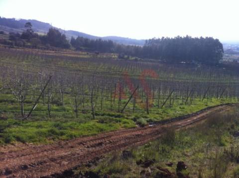 Quinta com 10 hectares em Alguber, Cadaval