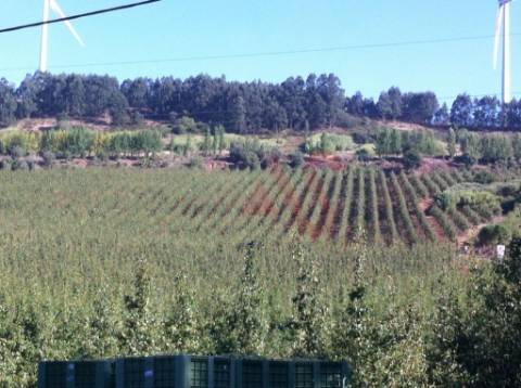 Quinta com 10 hectares em Alguber, Cadaval