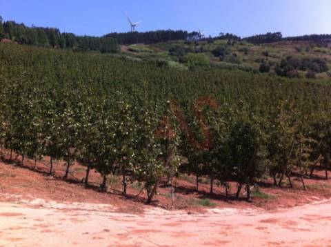 Quinta com 10 hectares em Alguber, Cadaval