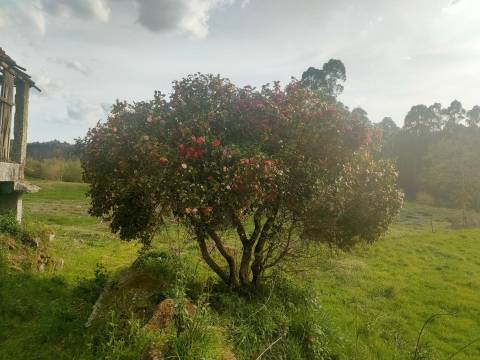 Quinta T4 em Seidões, Fafe