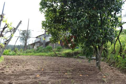 Moradia T2 para restaurar em lote de terreno com 4.049 m2 em Fervença, Celorico de Basto