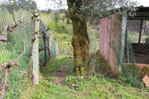 Moradia T2 para restaurar em lote de terreno com 4.049 m2 em Fervença, Celorico de Basto