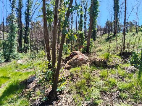 Terreno Rústico com 19.105,96 m² em Seidões, Fafe