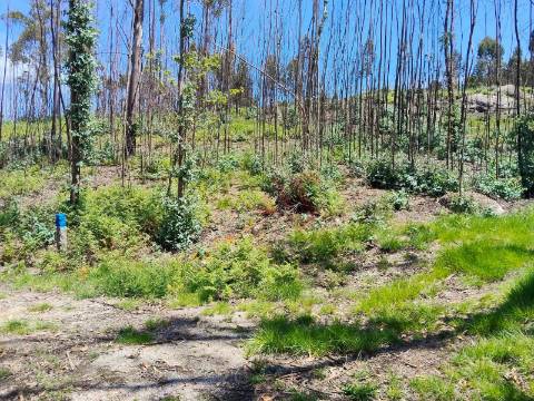 Terreno Rústico com 19.105,96 m² em Seidões, Fafe