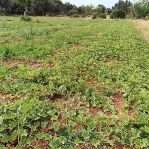 Terreno Rústico com 15.130 m² na Guia, Albufeira – Excelente Oportunidade de Investimento