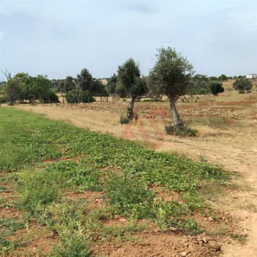 Terreno Rústico com 15.130 m² na Guia, Albufeira – Excelente Oportunidade de Investimento
