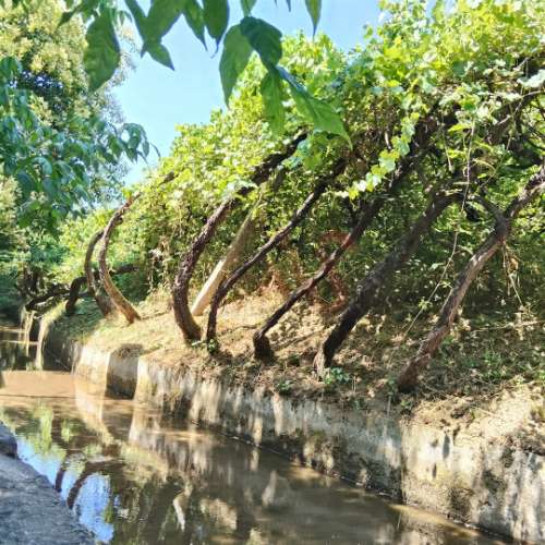 Moradias para restaurar com terreno de 41.214 m² em Borba de Godim, Felgueiras