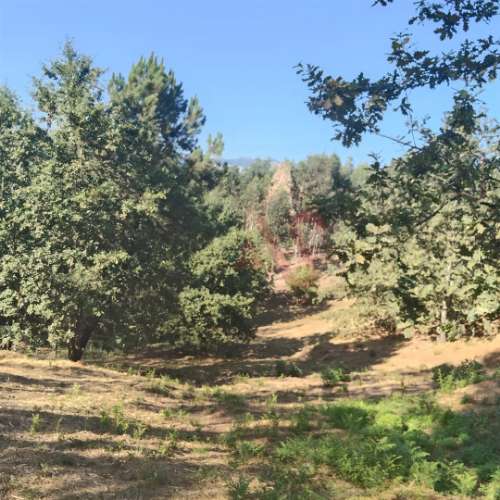 Moradia T1 para Reconstrução com Terreno de 22.000 m² – Constance, Marco de Canaveses