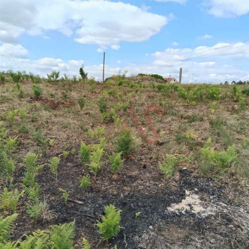 Terreno Rústico Urbanizável com 3.834 m² em Silvares (S. Martinho), Fafe