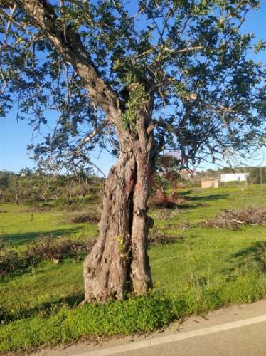 Terreno com uma área total de 24.070 m2 com 1 Bungalow T2 em Albufeira