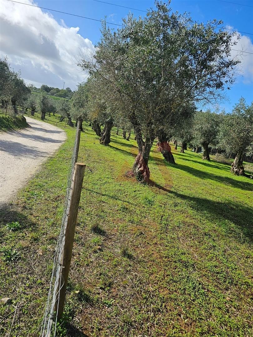 Terreno Rústico com 17.143 m² e com Olival em Nossa Senhora da Conceição, Vila Viçosa