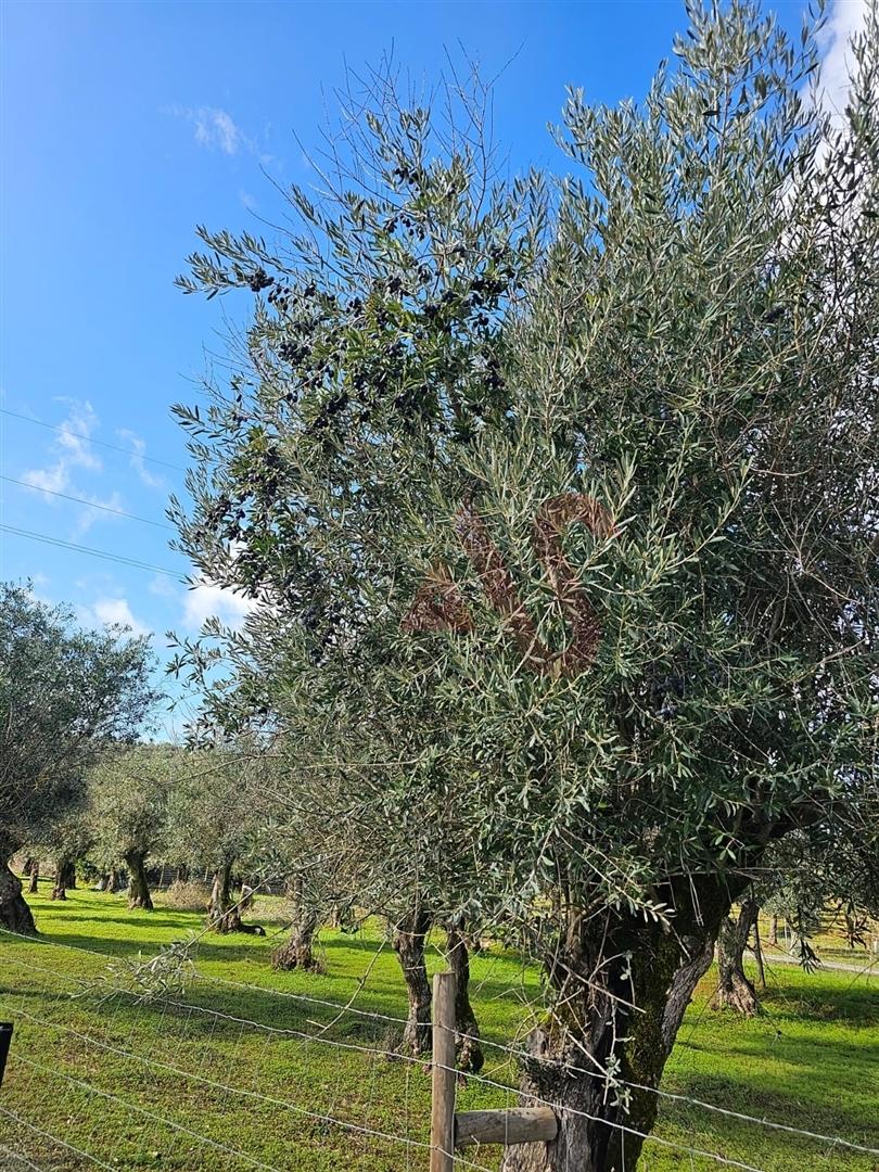 Terreno Rústico com 17.143 m² e com Olival em Nossa Senhora da Conceição, Vila Viçosa