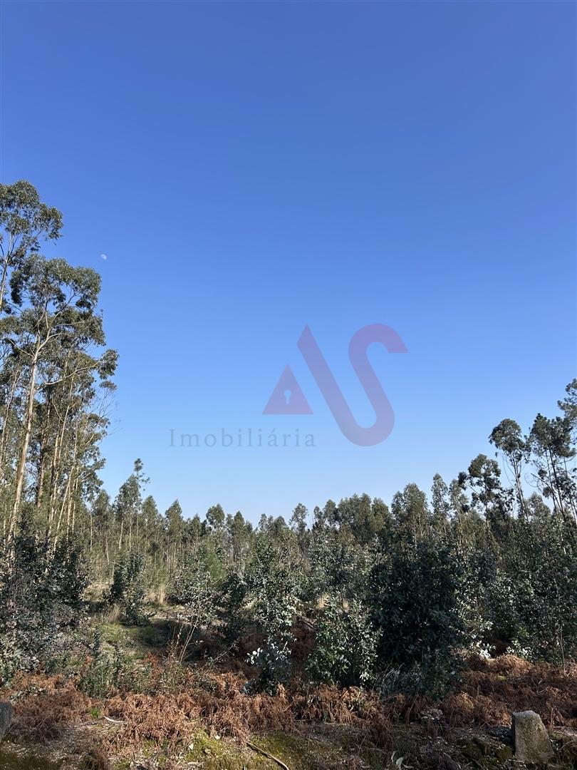 Terreno para Construção em Sanfins – 5.300 m² | Excelente Oportunidade