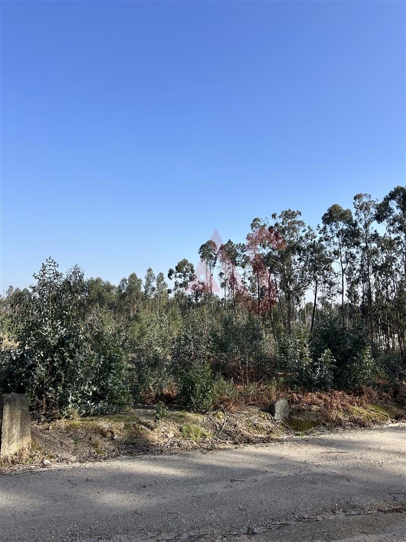 Terreno para Construção em Sanfins – 5.300 m² | Excelente Oportunidade