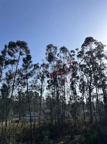 Terreno para Construção em Sanfins – 5.300 m² | Excelente Oportunidade