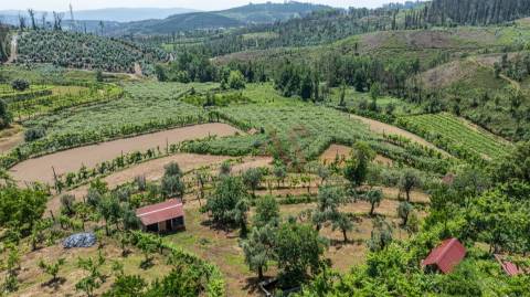 Moradia T2 para Restauro com Terrenos Adjacentes com Cerca de 5.000 m²