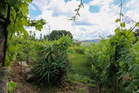 Quinta com 6125 m2 em Pencelo, Guimarães