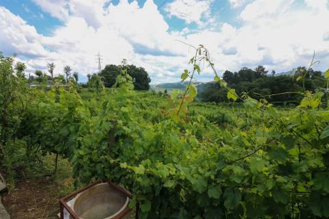 Quinta com 6125 m2 em Pencelo, Guimarães