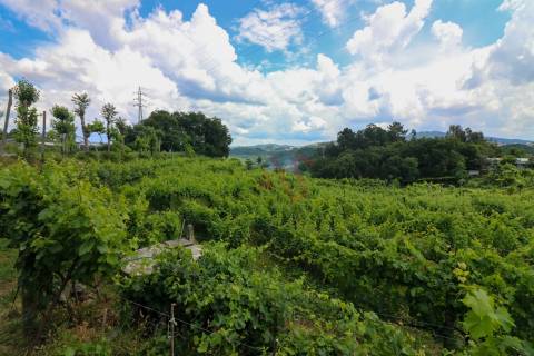 Quinta com 6125 m2 em Pencelo, Guimarães