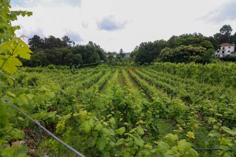 Quinta com 6125 m2 em Pencelo, Guimarães