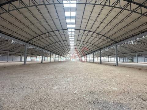 Pavilhão industrial NOVO, num só piso,  com 9 entradas para Camiões TIR , com 28.000 m2 em Águeda