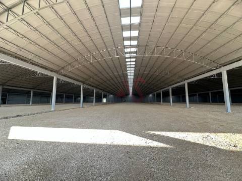 Pavilhão industrial NOVO, num só piso,  com 9 entradas para Camiões TIR , com 28.000 m2 em Águeda