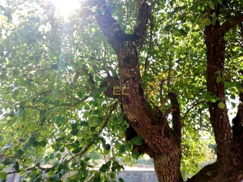 Terreno na Zona de Vila Verde