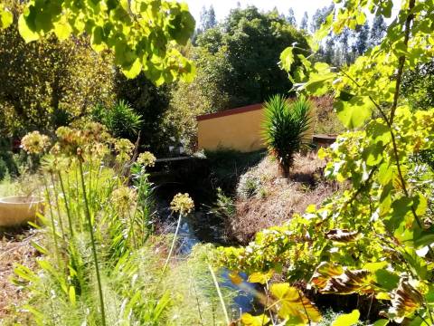 Herdade de 15 ha - Figueira da Foz!