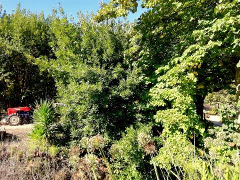 Herdade de 15 ha - Figueira da Foz!