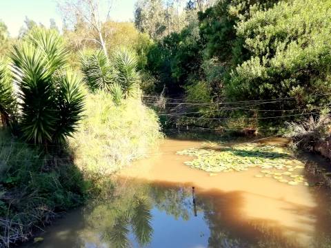Herdade de 15 ha - Figueira da Foz!