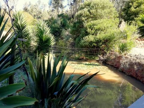 Herdade de 15 ha - Figueira da Foz!