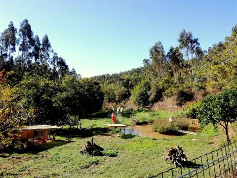 Herdade de 15 ha - Figueira da Foz!