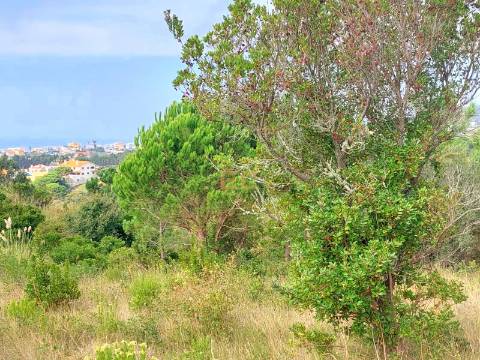 Terreno com vistas de mar- em Buarcos!