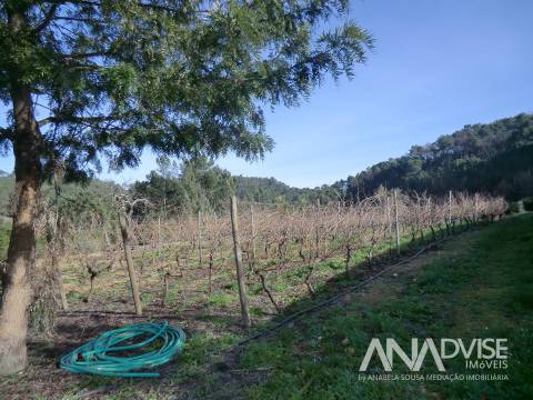 Quinta  Venda em Mangualde, Mesquitela e Cunha Alta,Mangualde